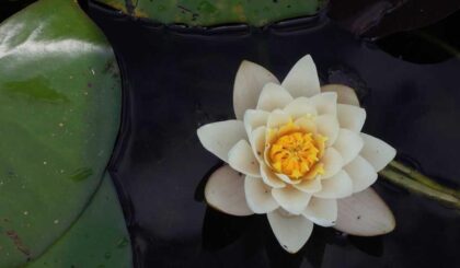स्कूलों के लिए नया शैक्षणिक कैलेंडर